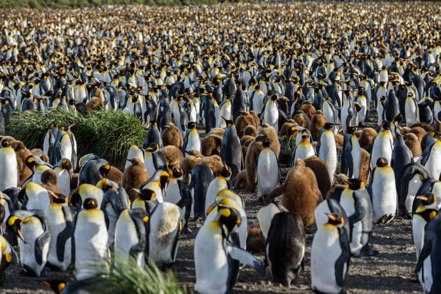 Pingüino Rey - islas Georgias del Sur 019.jpg